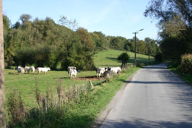 paysage vaches