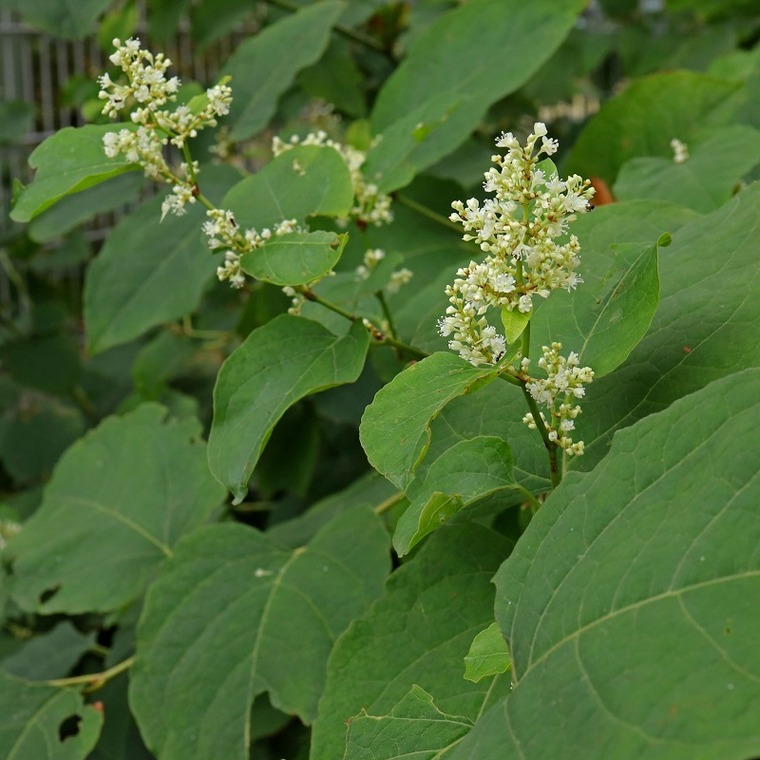 Renouée du Japon
